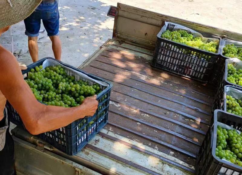 数小时直通城市餐桌社区电商助“葡萄出山”振乡村经济