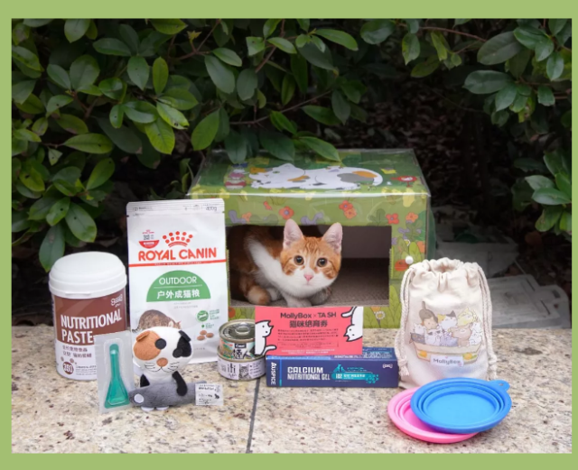 给流浪猫一个家!魔力猫盒推出公益猫盒“别怕我罩你”