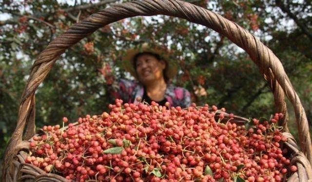 宜川大红袍花椒熟了,满山遍野的红玛瑙等你来摘!