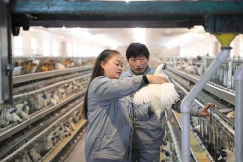 “鸡皇后”三十年让乌鸡成了金凤凰 圆了上万贫困人口脱贫梦(图7) “鸡皇后”三十年让乌鸡成了金凤凰 圆了上万贫困人口脱贫梦(图7)