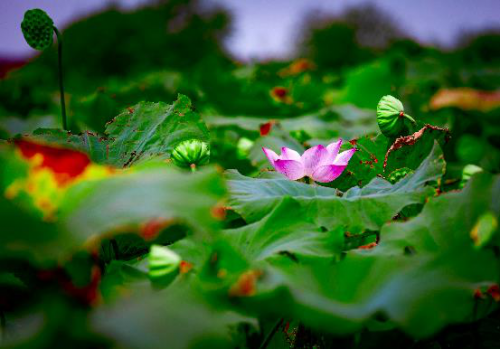 徐舍打造江南水乡特色丰收季，为中国农民丰收节增色(图2)