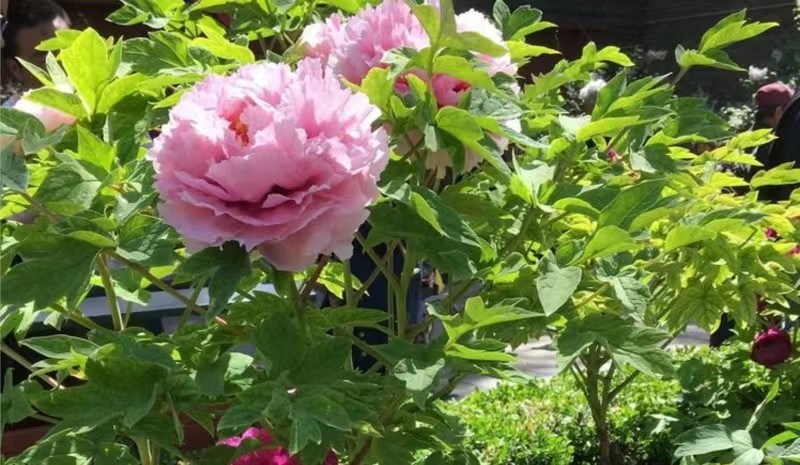 第六届济宁太白湖牡丹节盛大开幕(图6)