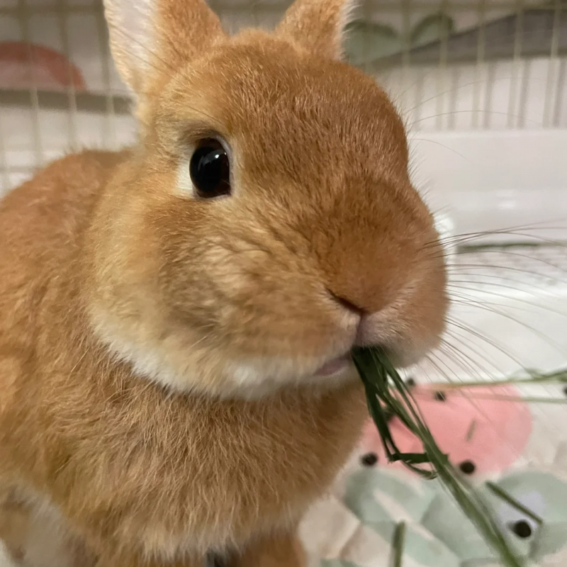 BCM 提摩西草:为何成为小宠喂养热门之选?(图7) BCM 提摩西草:为何成为小宠喂养热门之选?(图7)